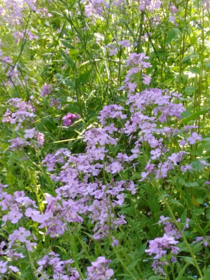 Ferienwohnung Mit Kleinem Garten Sonnenbühl Esterno foto